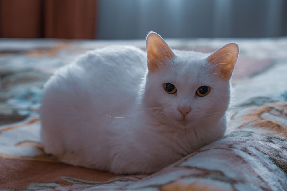 Фотография автора Егор Кондратьев