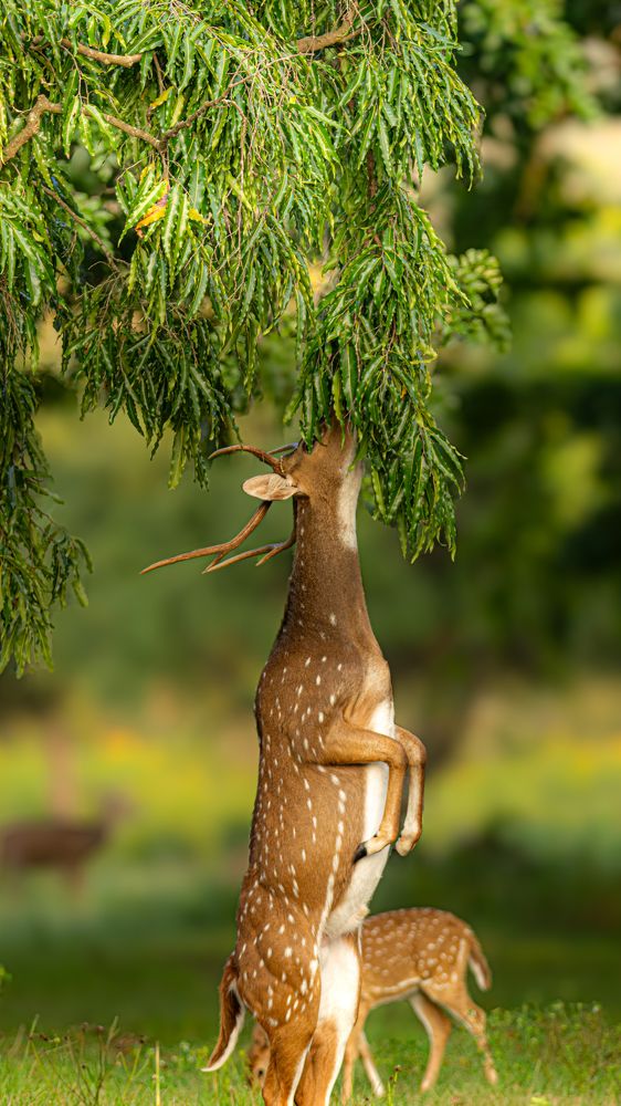 Reaching for the heights.