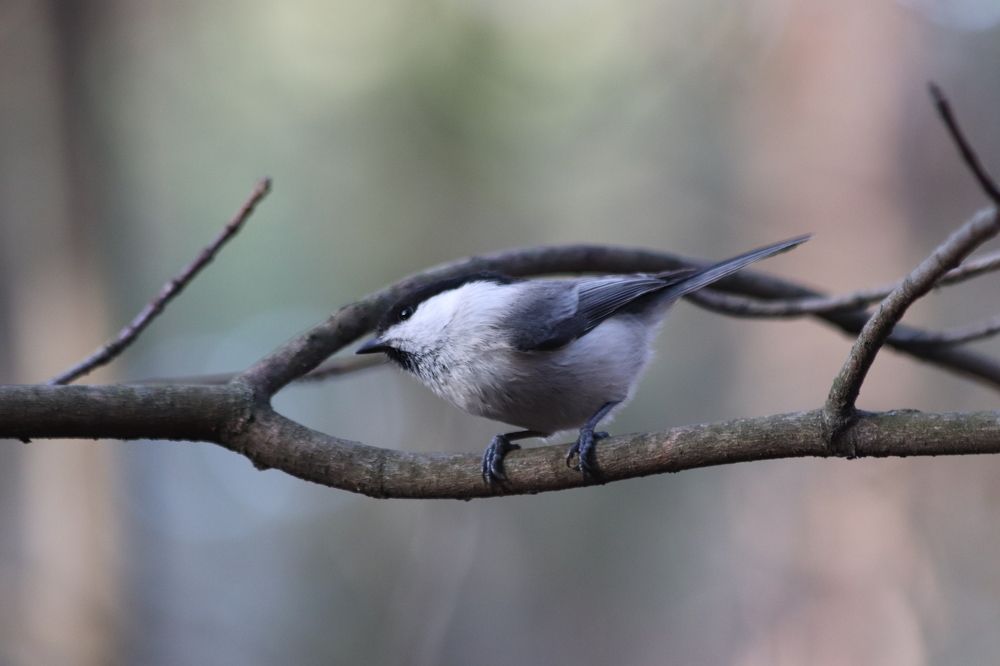 Photograph by Елена Иванкина