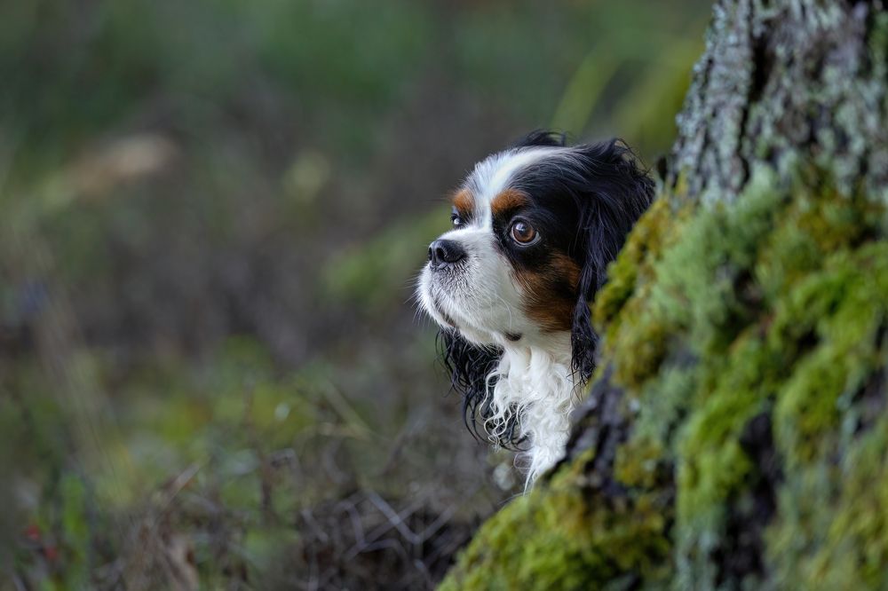 Photograph by Галина Павлова