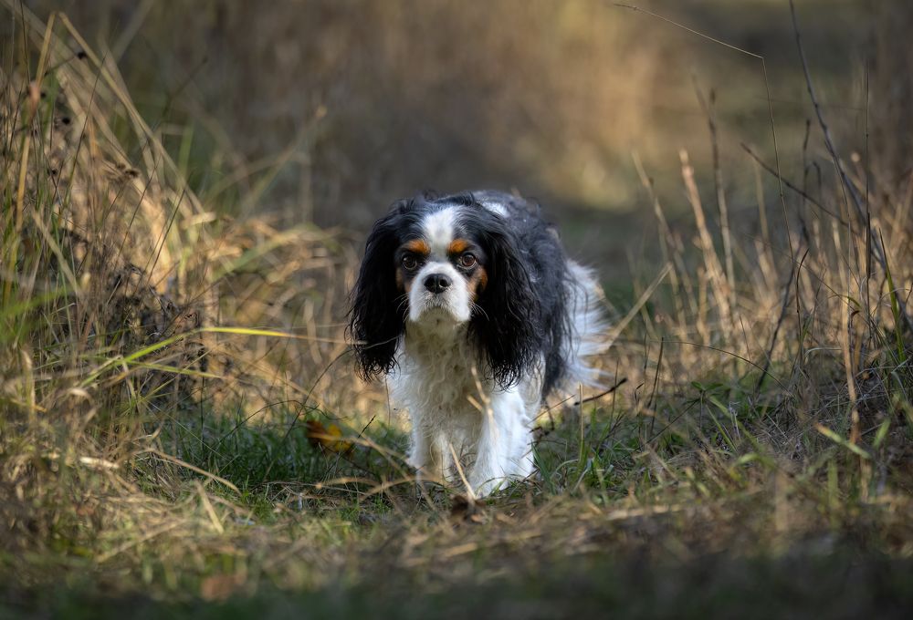 Photograph by Галина Павлова