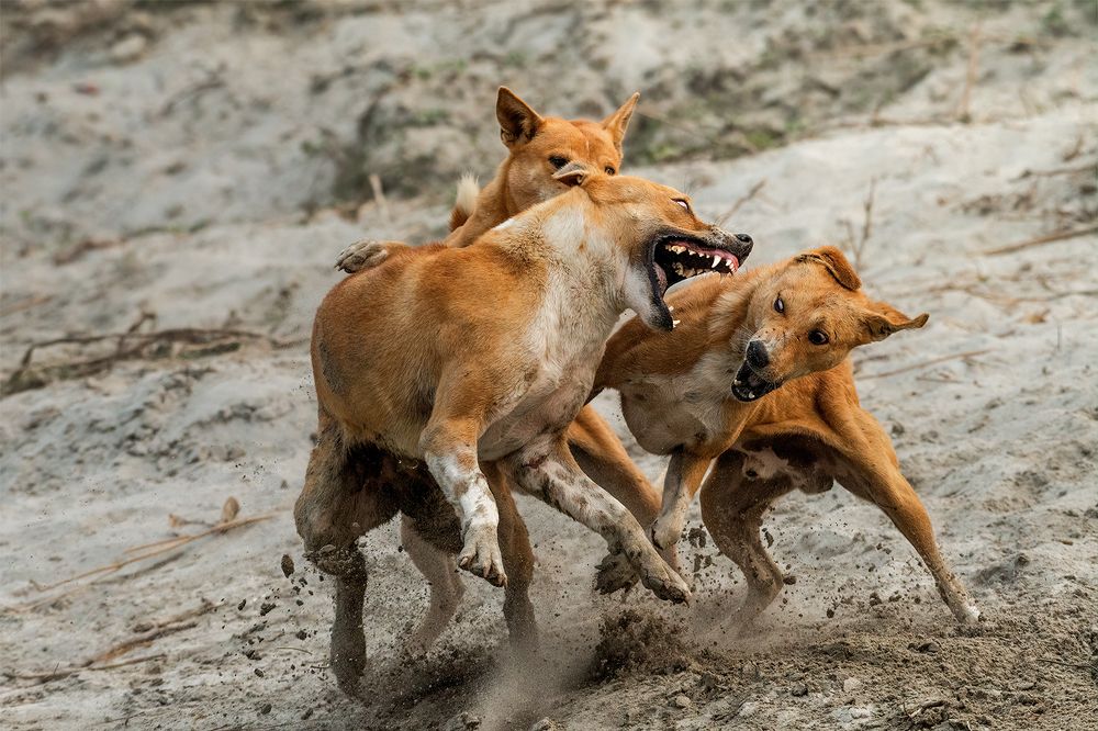 Photograph by Mohidul Islam