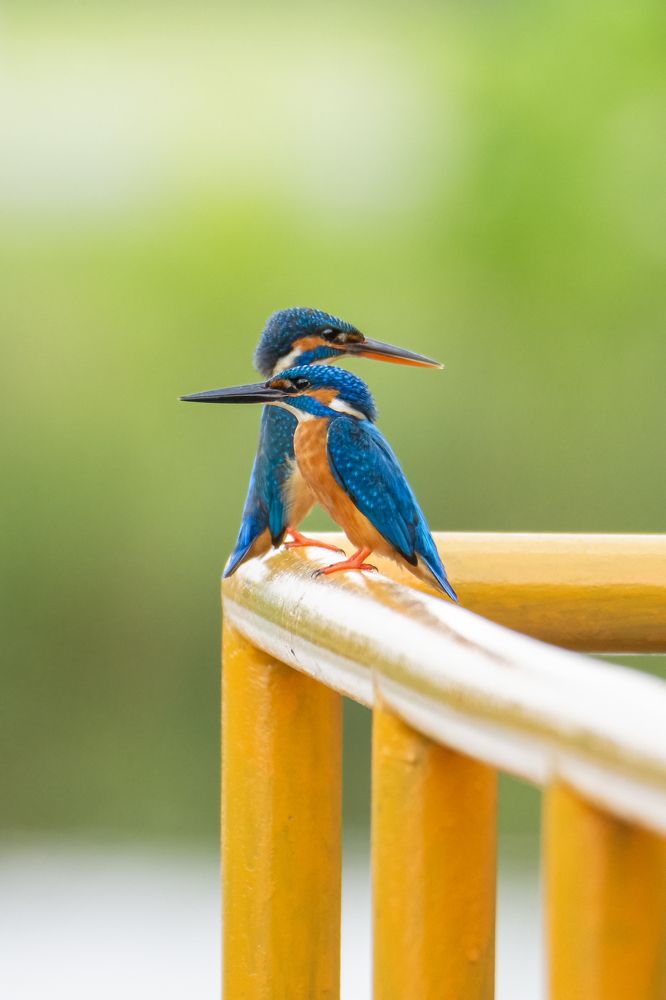 Photograph by Shehan Dondeenu