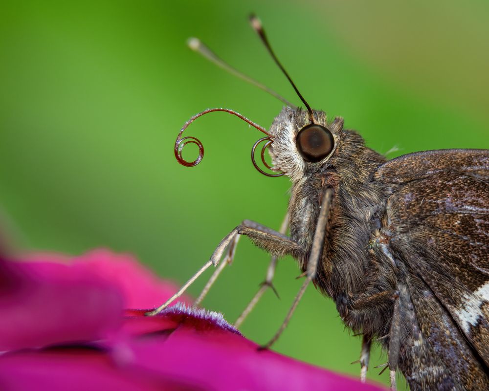 Photograph by Shehan Dondeenu
