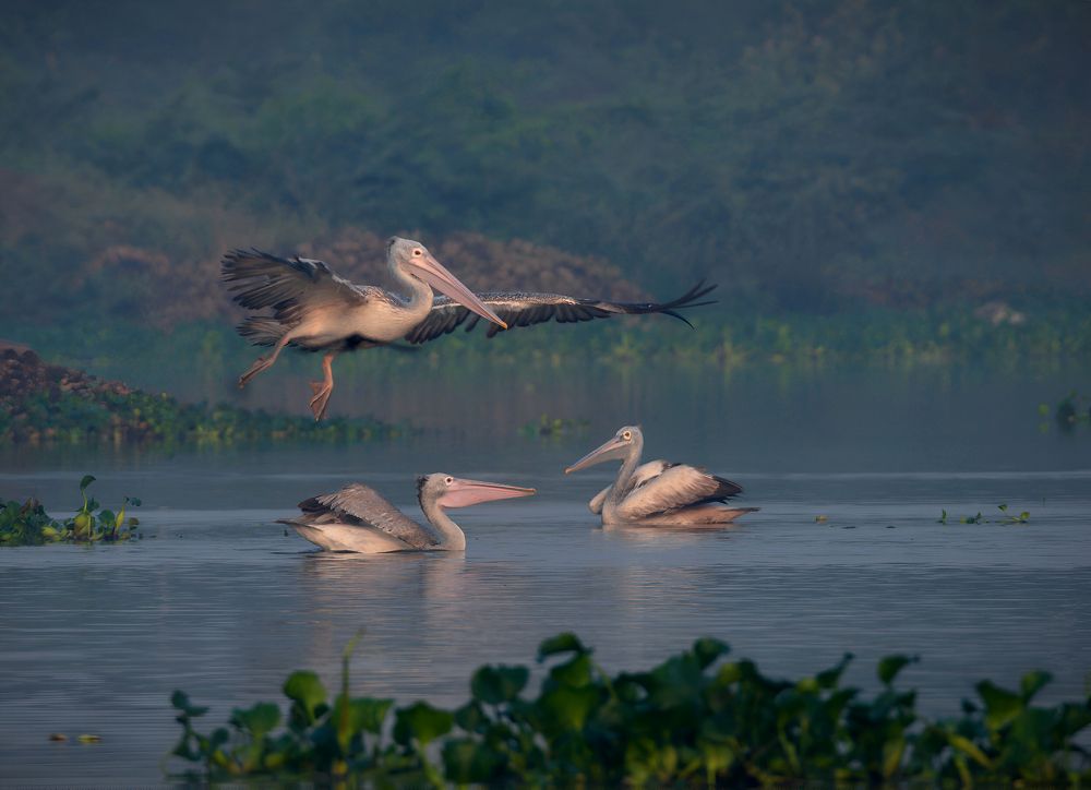 Morning Ballet of Pelicans