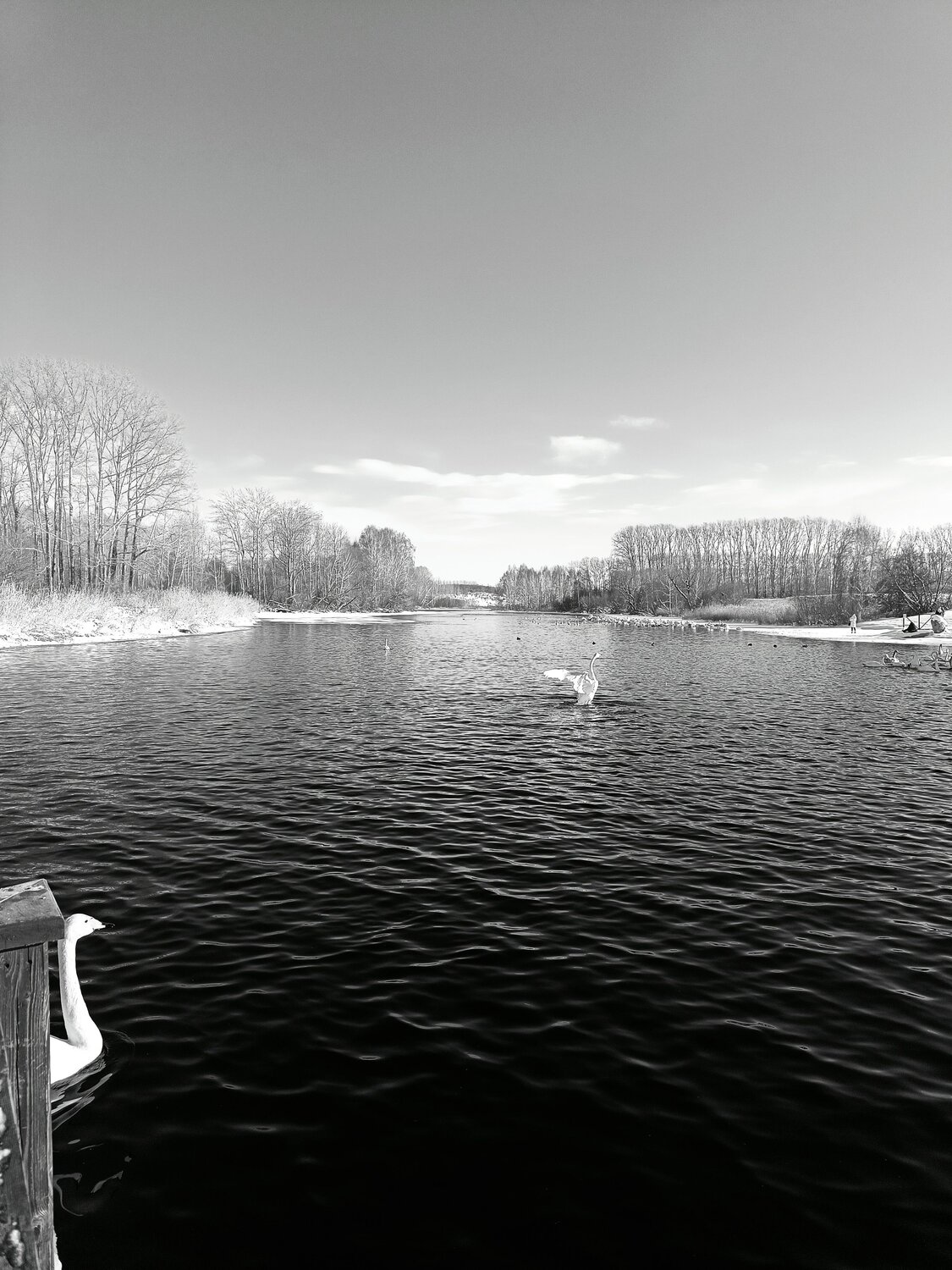 Photo #11582845