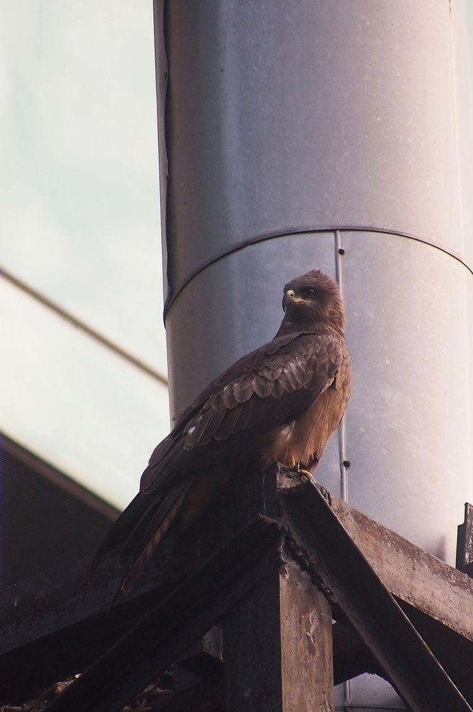 Photograph by Archisman Narayan Lahiri