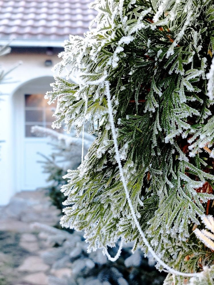 Фотография автора JELENA VASIC