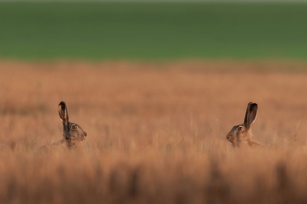 Photograph by Nephotograph