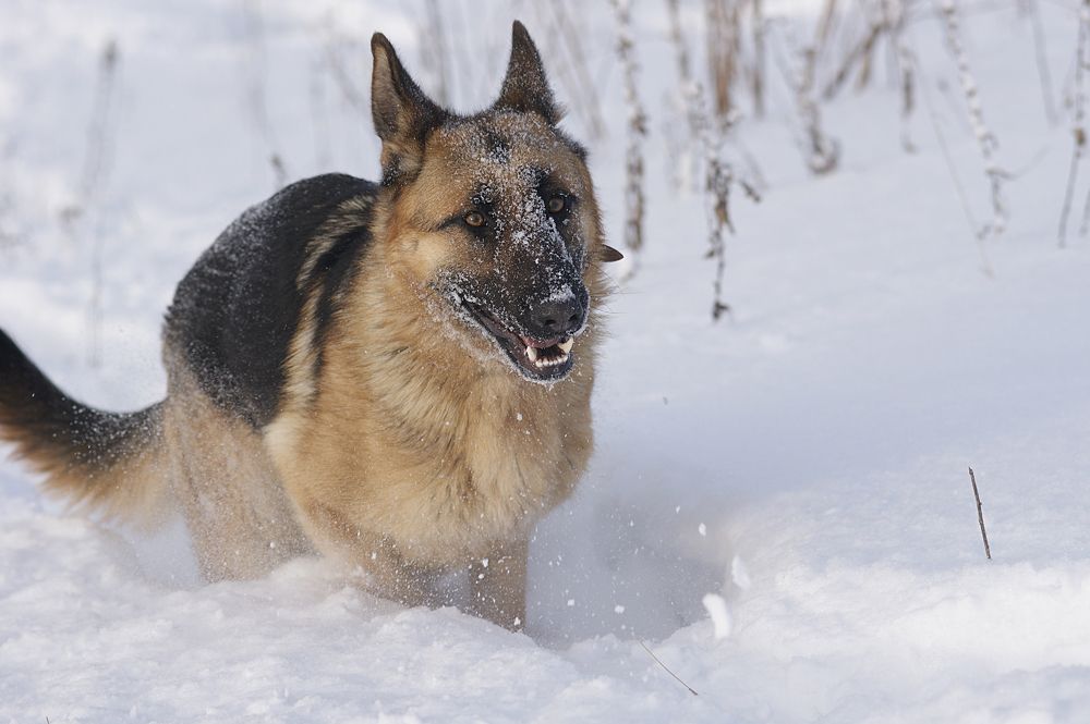 Photograph by Светлана Карнаух