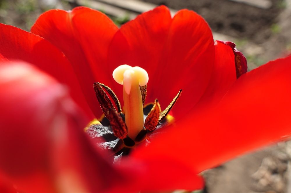 Фотография автора Александр Комаров