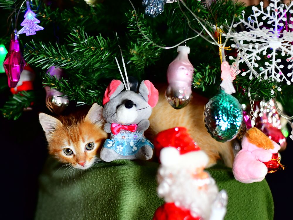 Photograph by Николай Абакумов