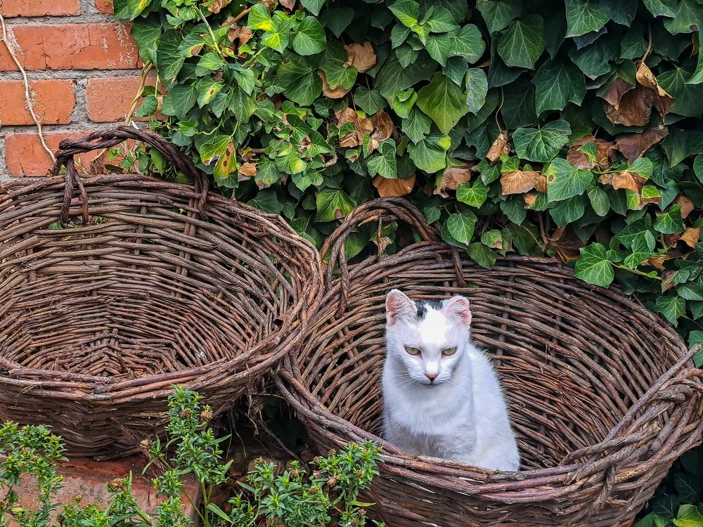 Фотография автора Ксения Смирнова