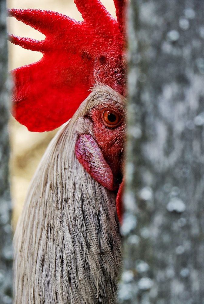 Наблюдатель