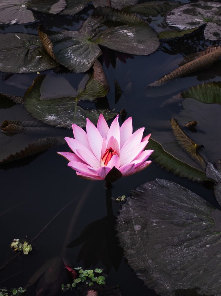 Photograph by Nafis Ibrahim