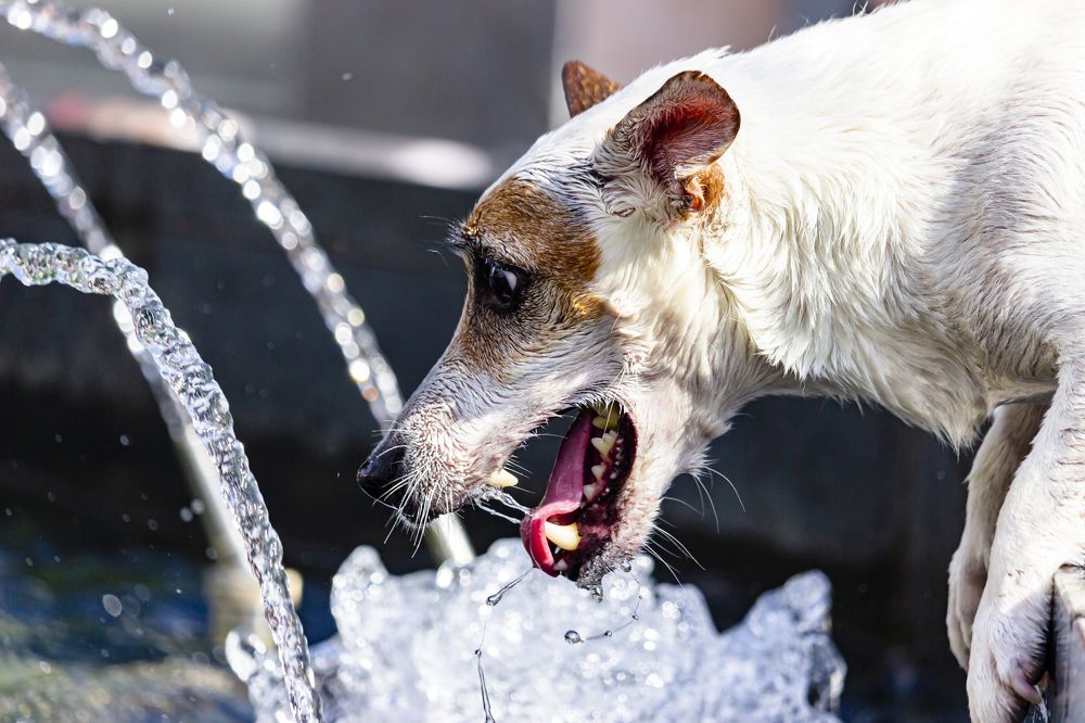 Photograph by Sergey Tsubanov