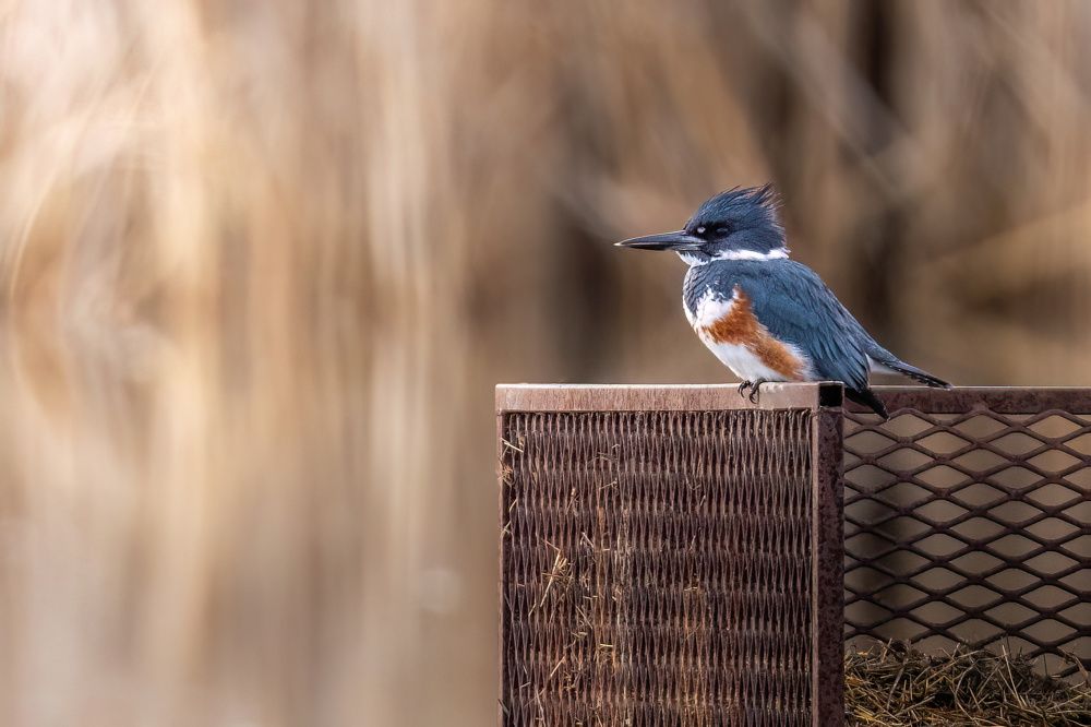 Photograph by Hector Knudsen