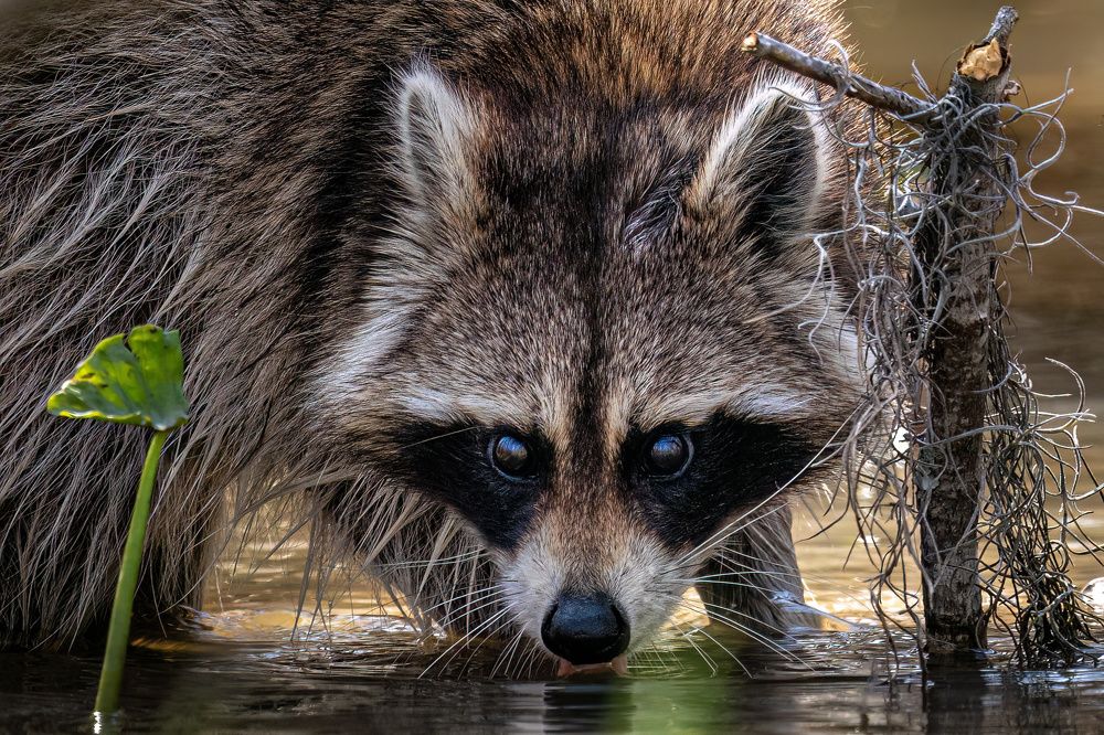 Photograph by Hector Knudsen