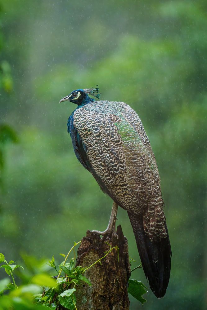 Фотография автора Hari Venkatesh