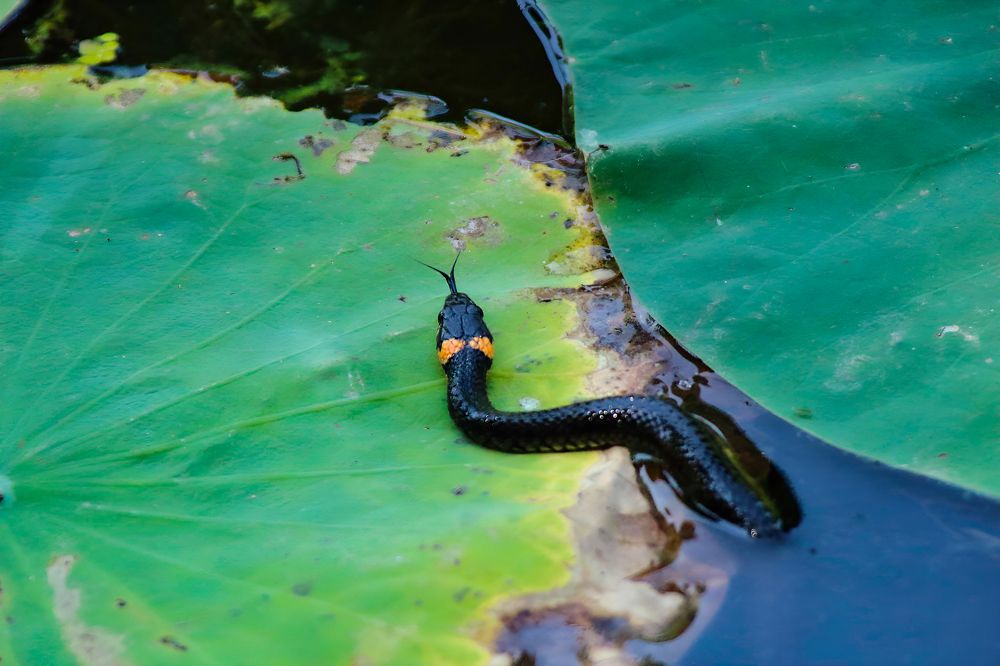 Photograph by Ирина Шибитова