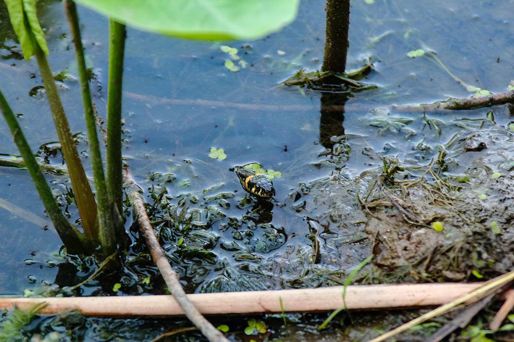 Photograph by Ирина Шибитова