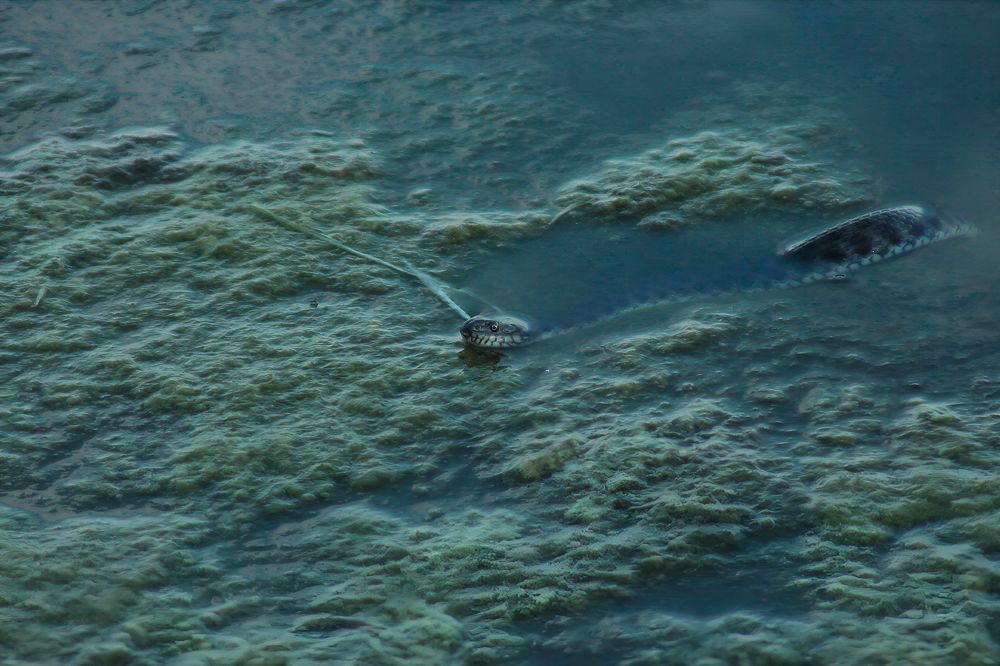 Photograph by Ирина Шибитова