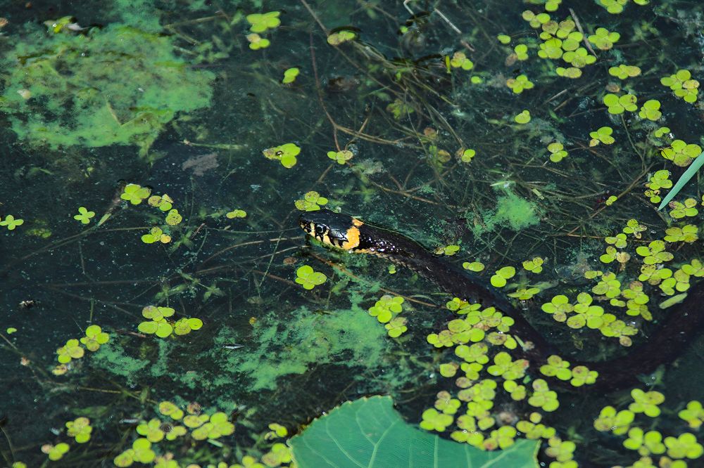 Photograph by Ирина Шибитова