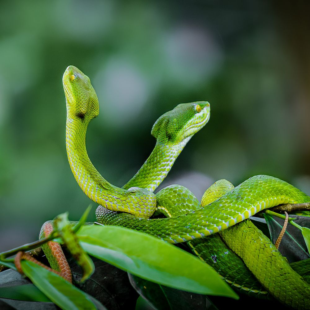 Photograph by Pham Anh Vu