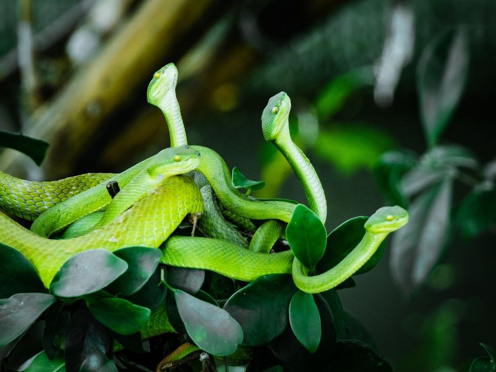 Photograph by Pham Anh Vu