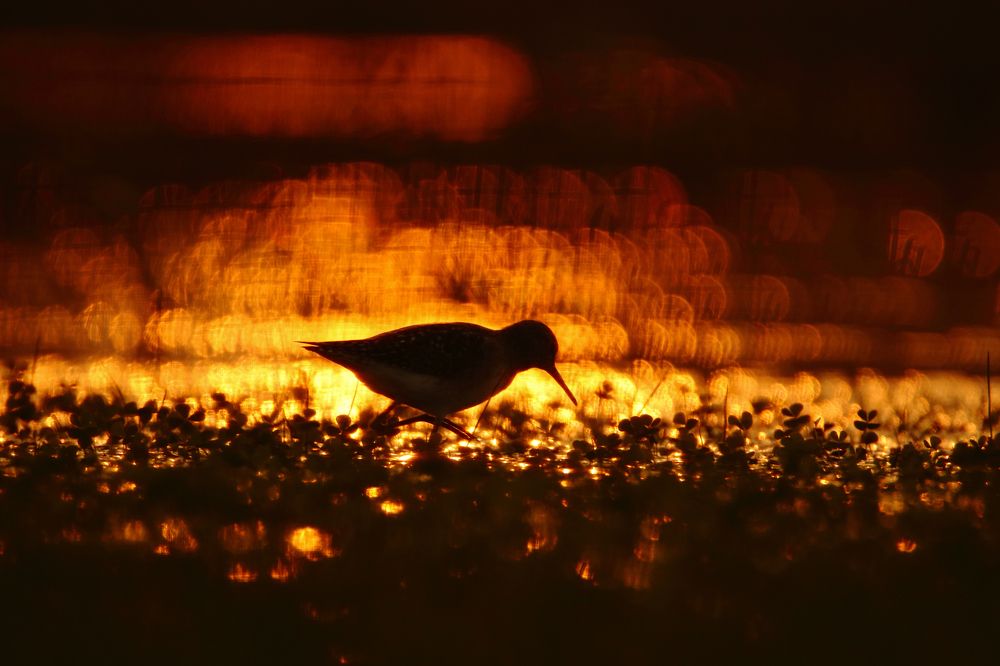 Photograph by Patel Jay