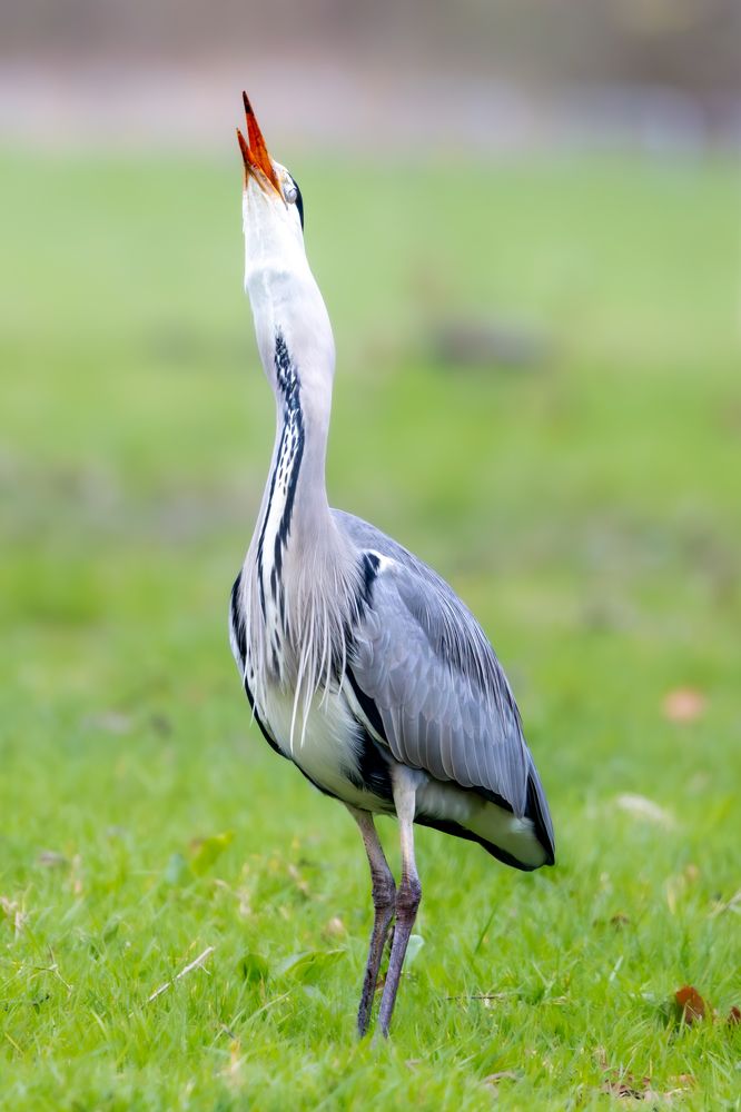 Grey heron with prey