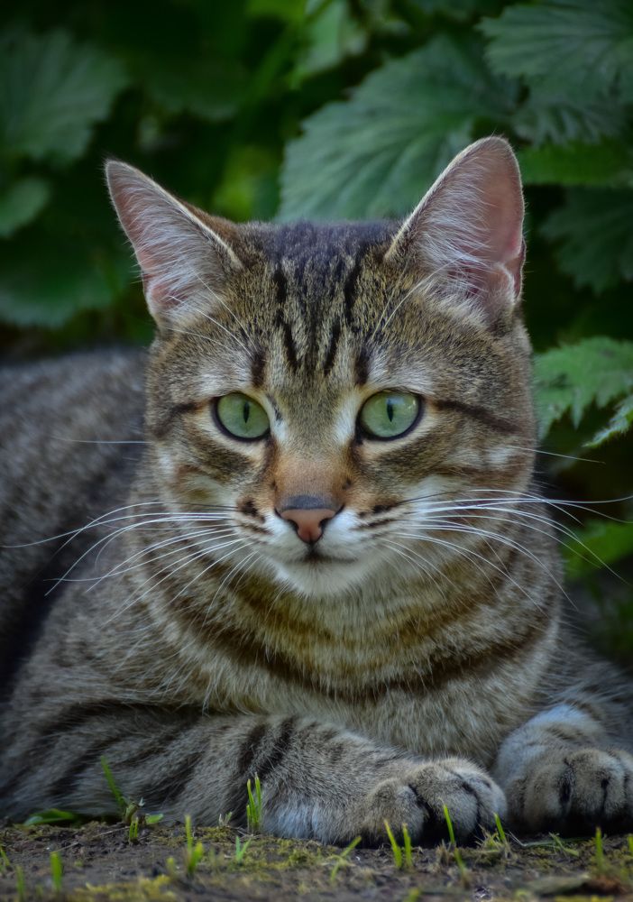 Кошка на улице летом