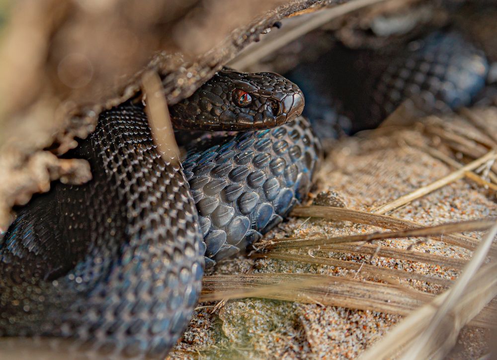 Photograph by Лактионов Анатолий