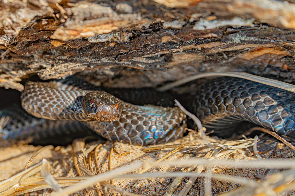 Photograph by Лактионов Анатолий