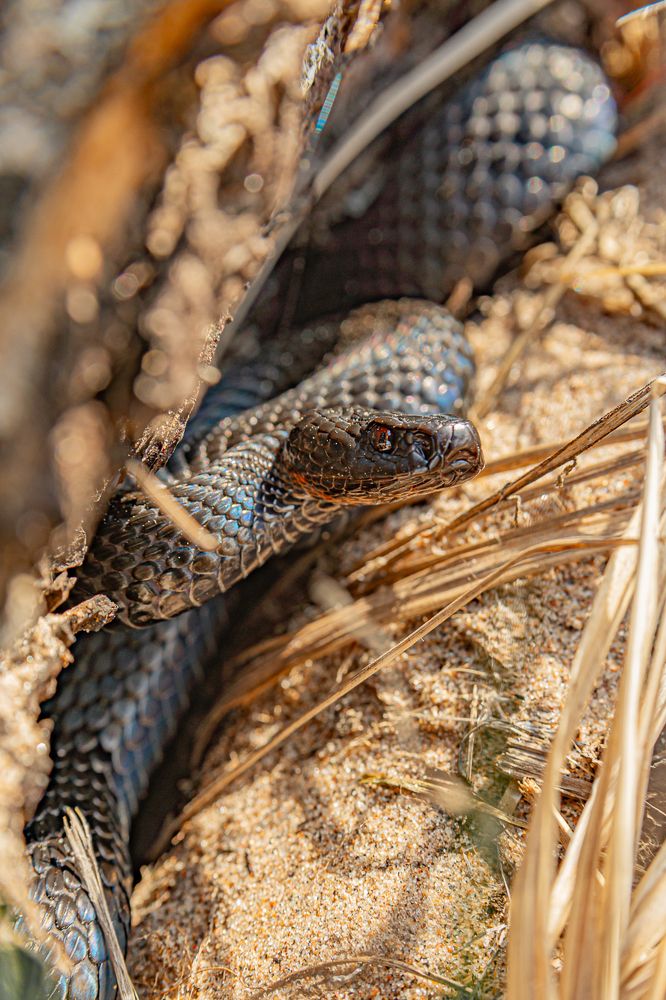 Photograph by Лактионов Анатолий