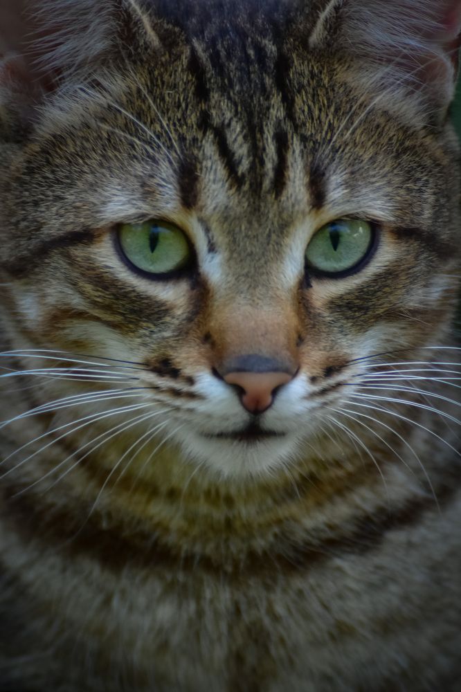 Кошка на улице летом