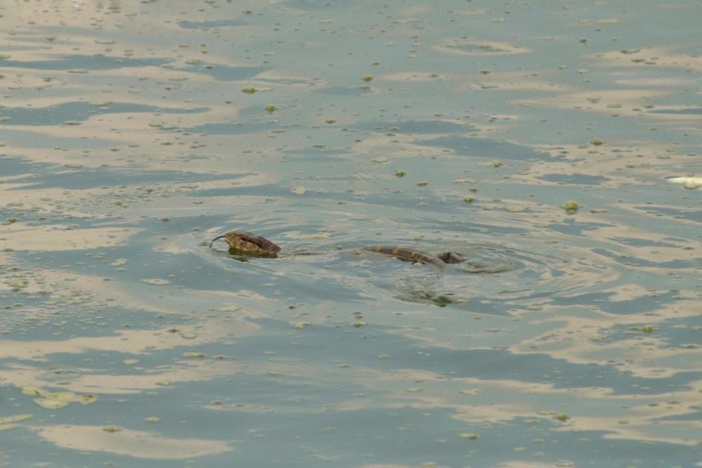 Фотография автора Washiful Majid