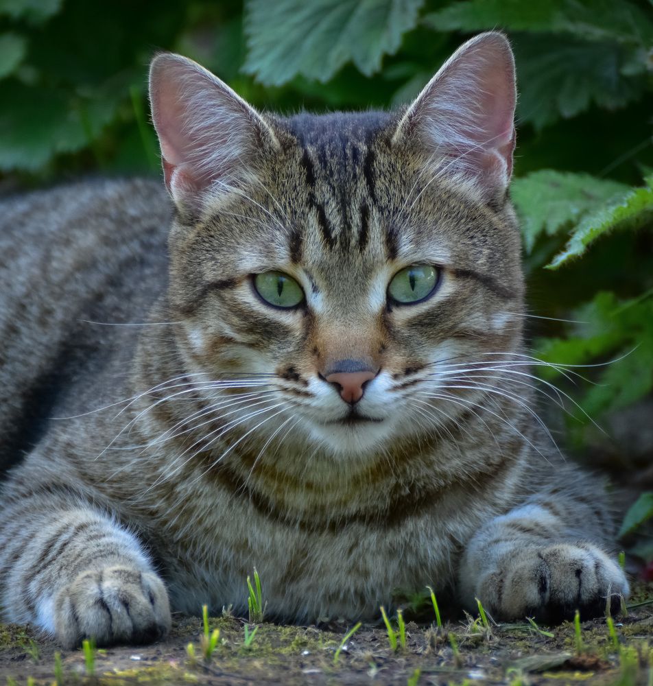 Кошка на улице летом