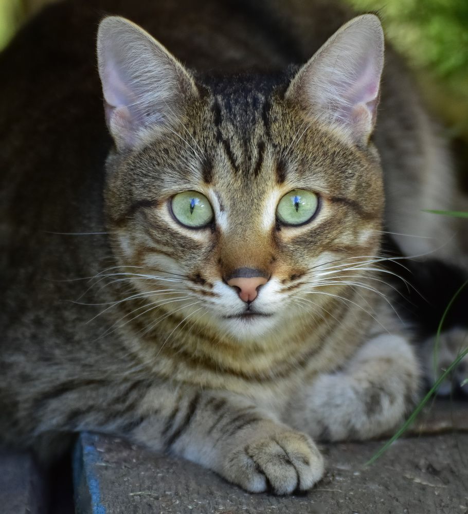 Кошка на улице летом