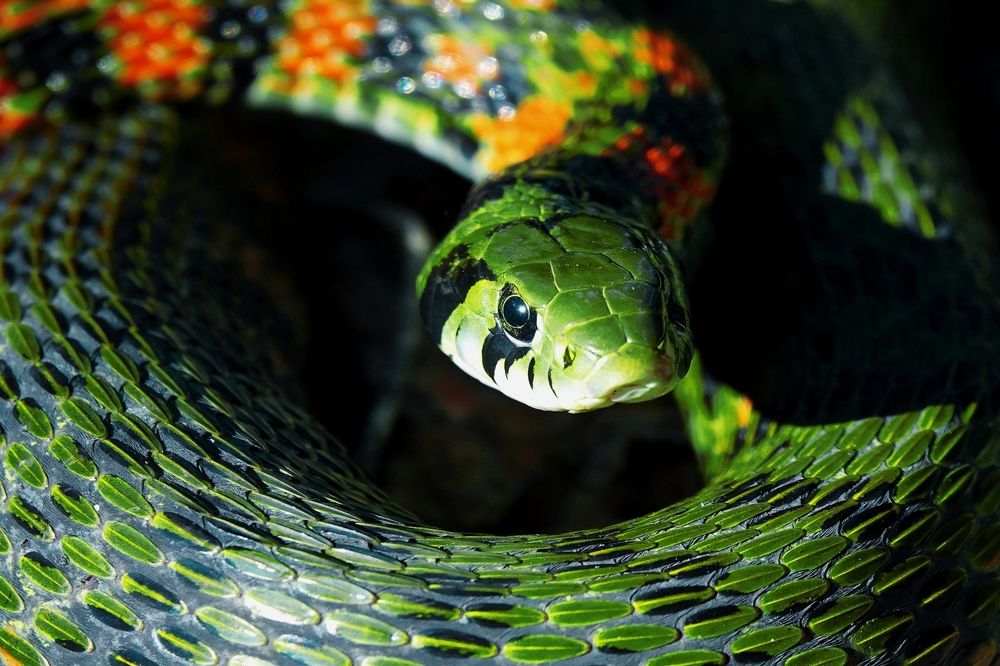 С Новым годом, имени меня!