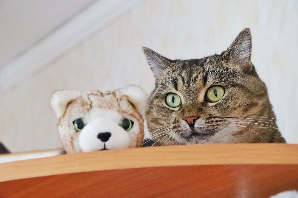 Три зеленых глаза