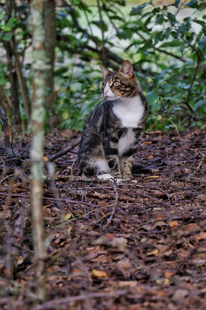 Кот- путешественник