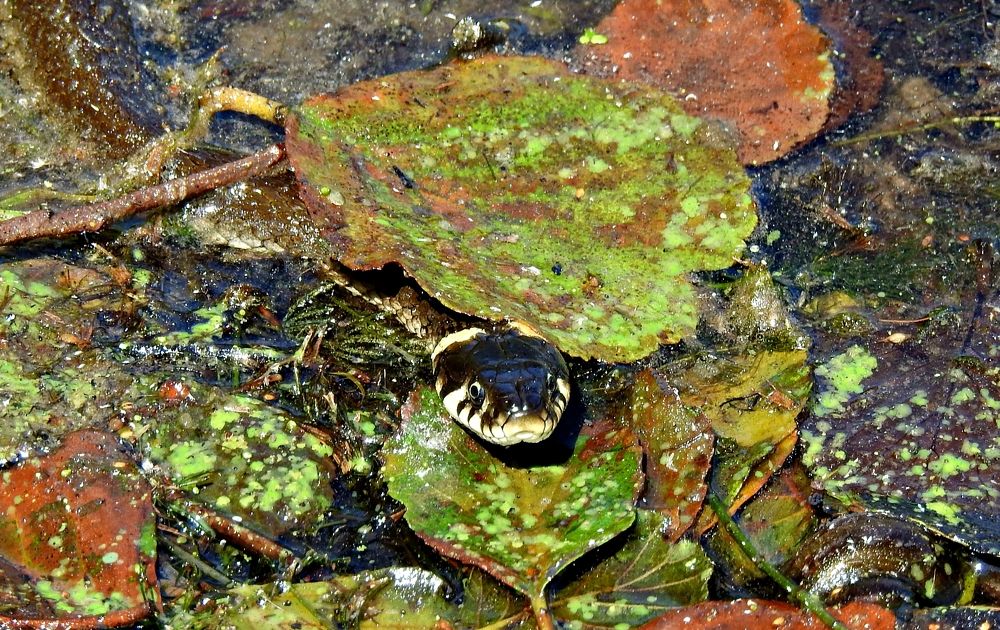 Photograph by Игорь Носков (Домненко)