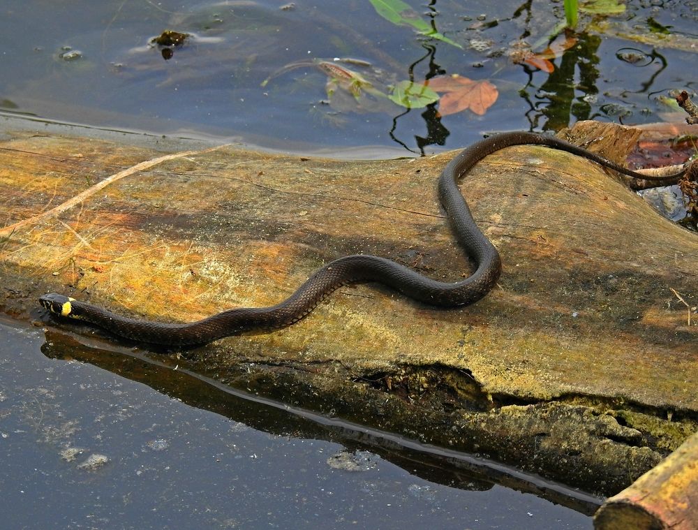 Photograph by Игорь Носков (Домненко)