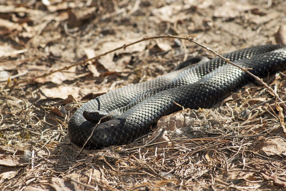 Photograph by Олег Малетин