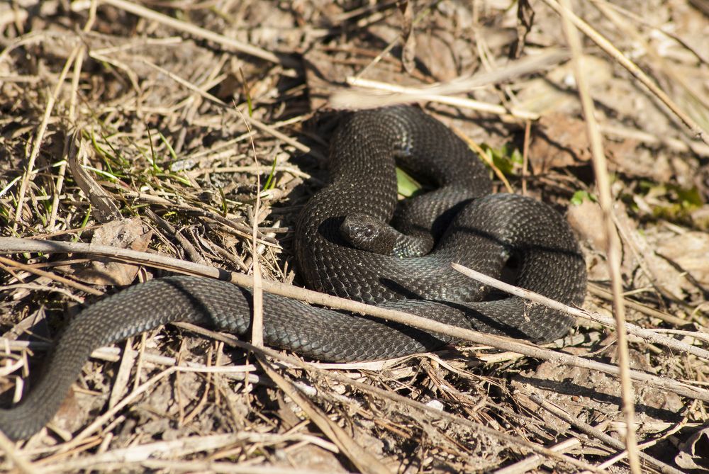 Photograph by Олег Малетин