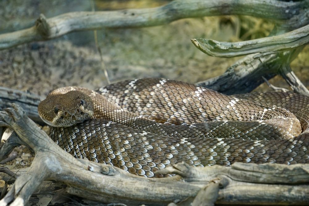 Фотография автора Liudmila Kiermeier