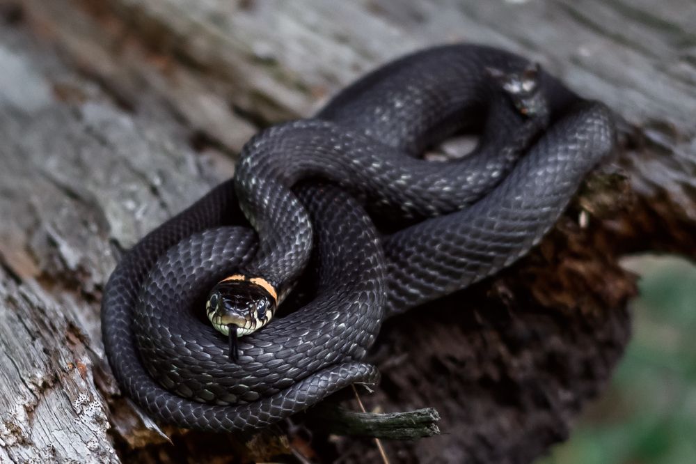 Photograph by Ольга Осинина