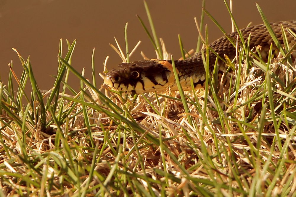 Photograph by Елена Шмырова