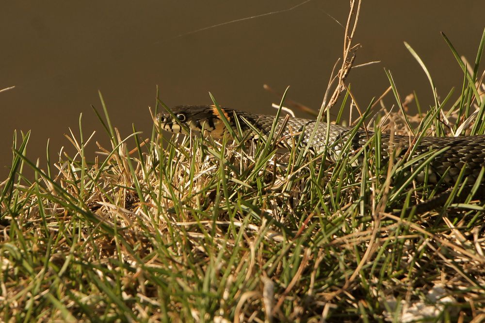 Photograph by Елена Шмырова